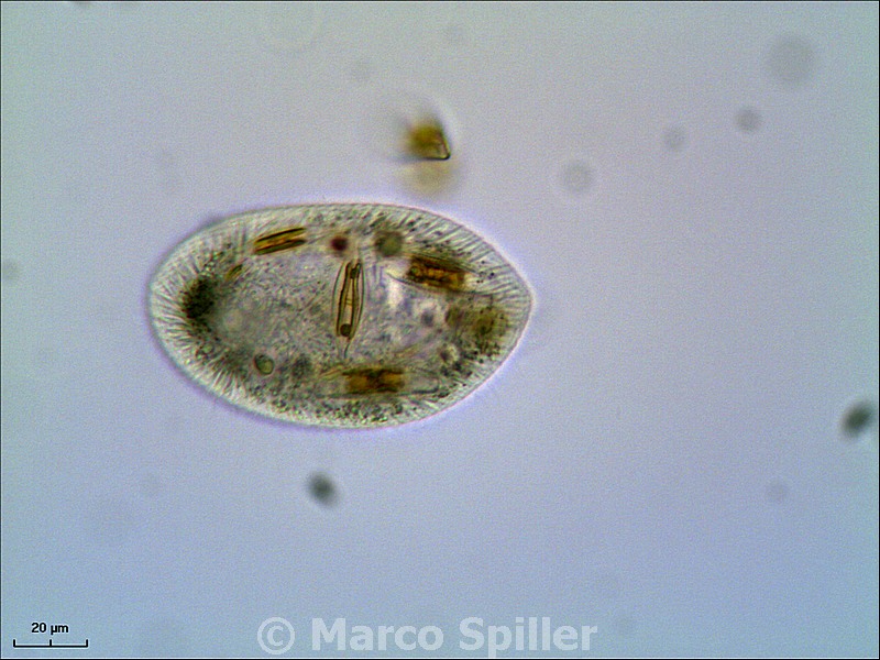 Frontonia acuminata - foto e video